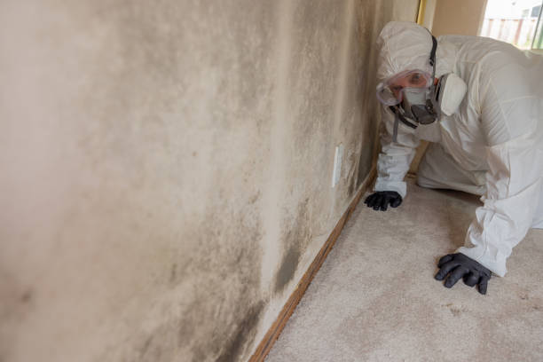 Why You Should Choose Our Mold Remediation Services in North Caldwell, NJ